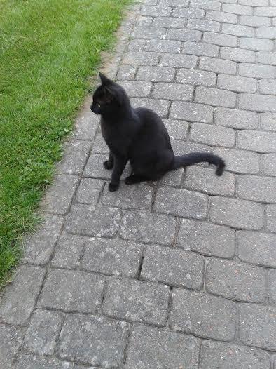 Huskat Sorte R.I.P ;-( - Jeg gider ikke kigge til kameraet billede 14