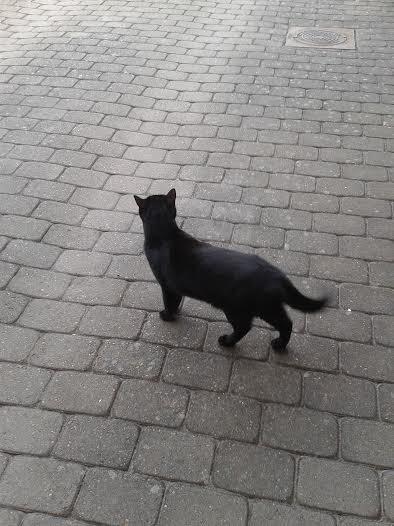 Huskat Sorte R.I.P ;-( - Lige kommet udenfor, nu skal der jagtes fugle billede 15