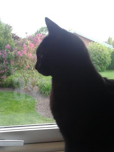 Huskat Sorte R.I.P ;-( - En royal kat billede 17