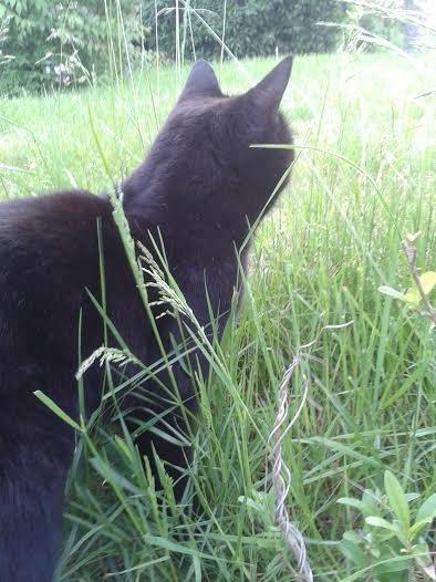 Huskat Sorte R.I.P ;-( - Jagt missen billede 18