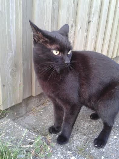 Huskat Sorte R.I.P ;-( - uhhh der er en fugl billede 19