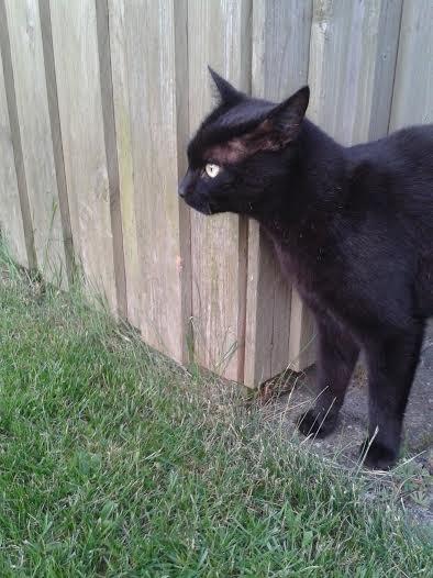 Huskat Sorte R.I.P ;-( - og endnu en fugl billede 20