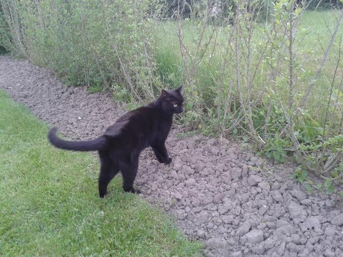 Huskat Sorte R.I.P ;-( - Farvel billede 21