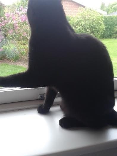 Huskat Sorte R.I.P ;-( - der skal strækkes ud billede 22