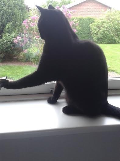 Huskat Sorte R.I.P ;-( - ahhh billede 23