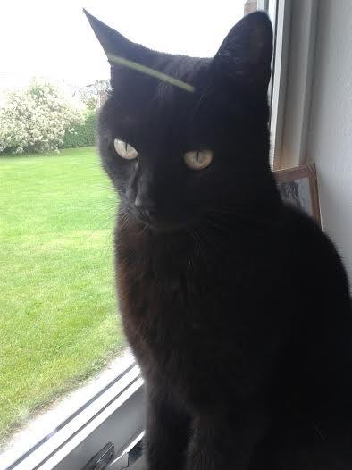 Huskat Sorte R.I.P ;-( - smukke basse billede 24