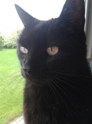 Huskat Sorte R.I.P ;-( - Beautyful billede 25