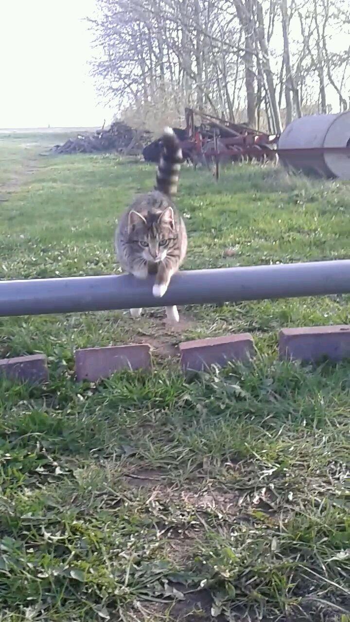 Huskat pus (mit et og alt) <3 billede 16