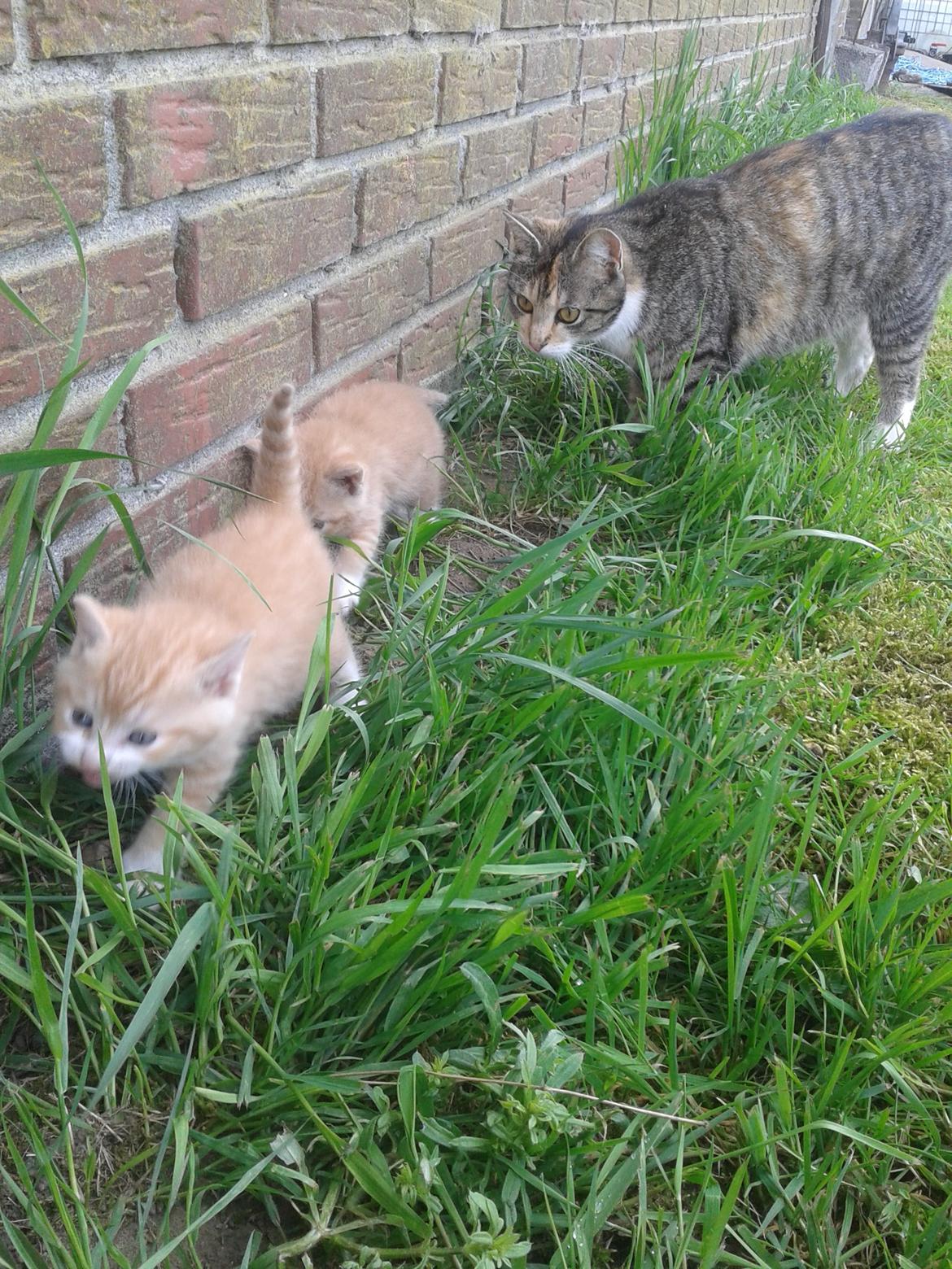 Huskat pus (mit et og alt) <3 - Pus sammen med 2 af hendes killinger  billede 17