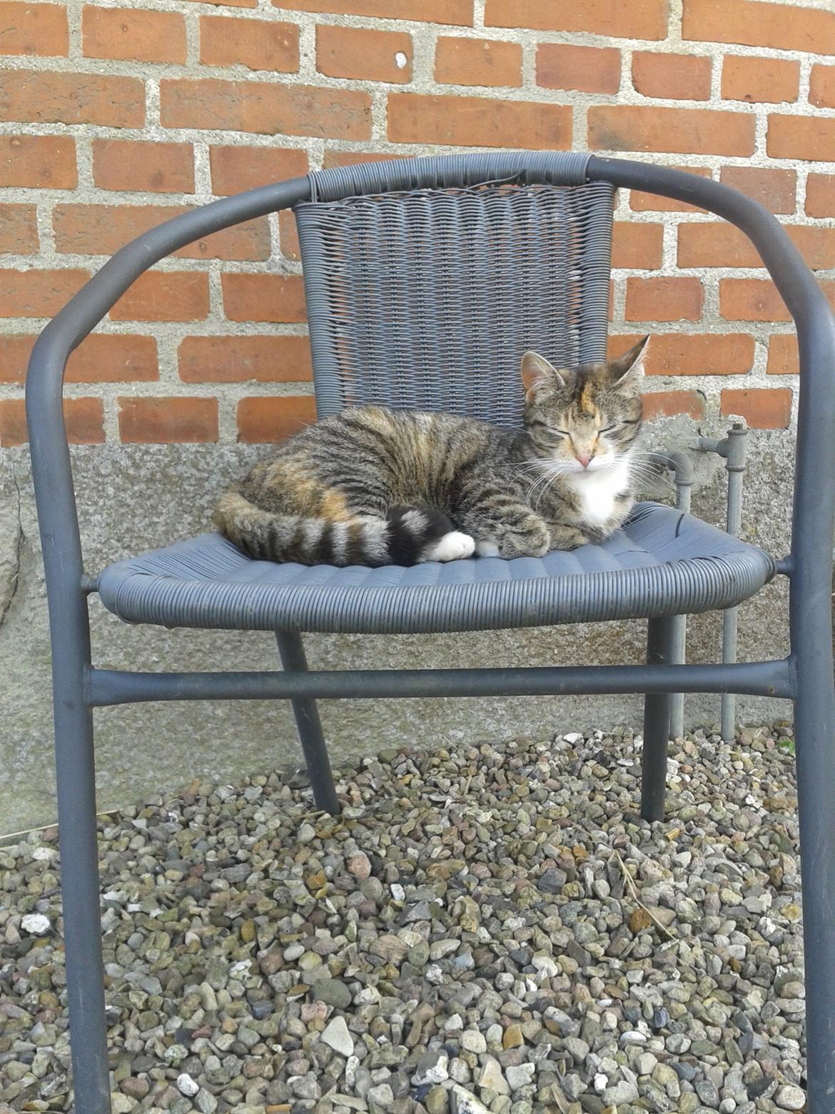 Huskat pus (mit et og alt) <3 billede 20