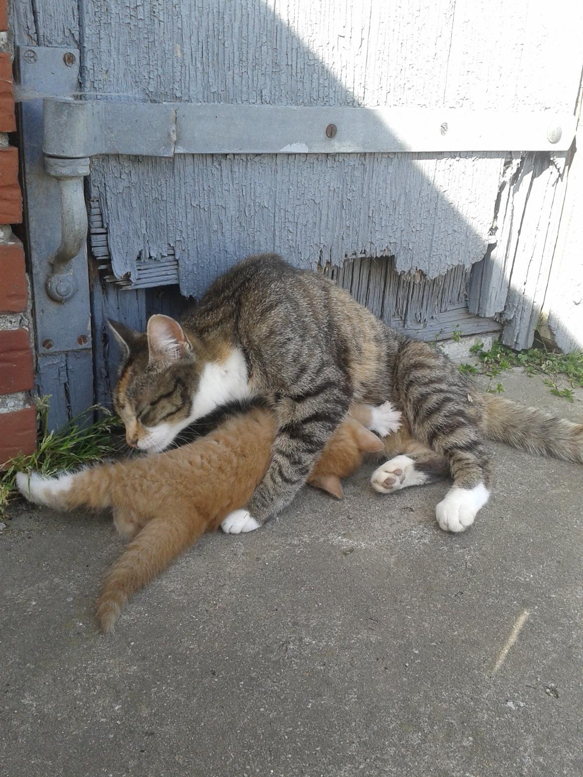 Huskat pus (mit et og alt) <3 billede 18