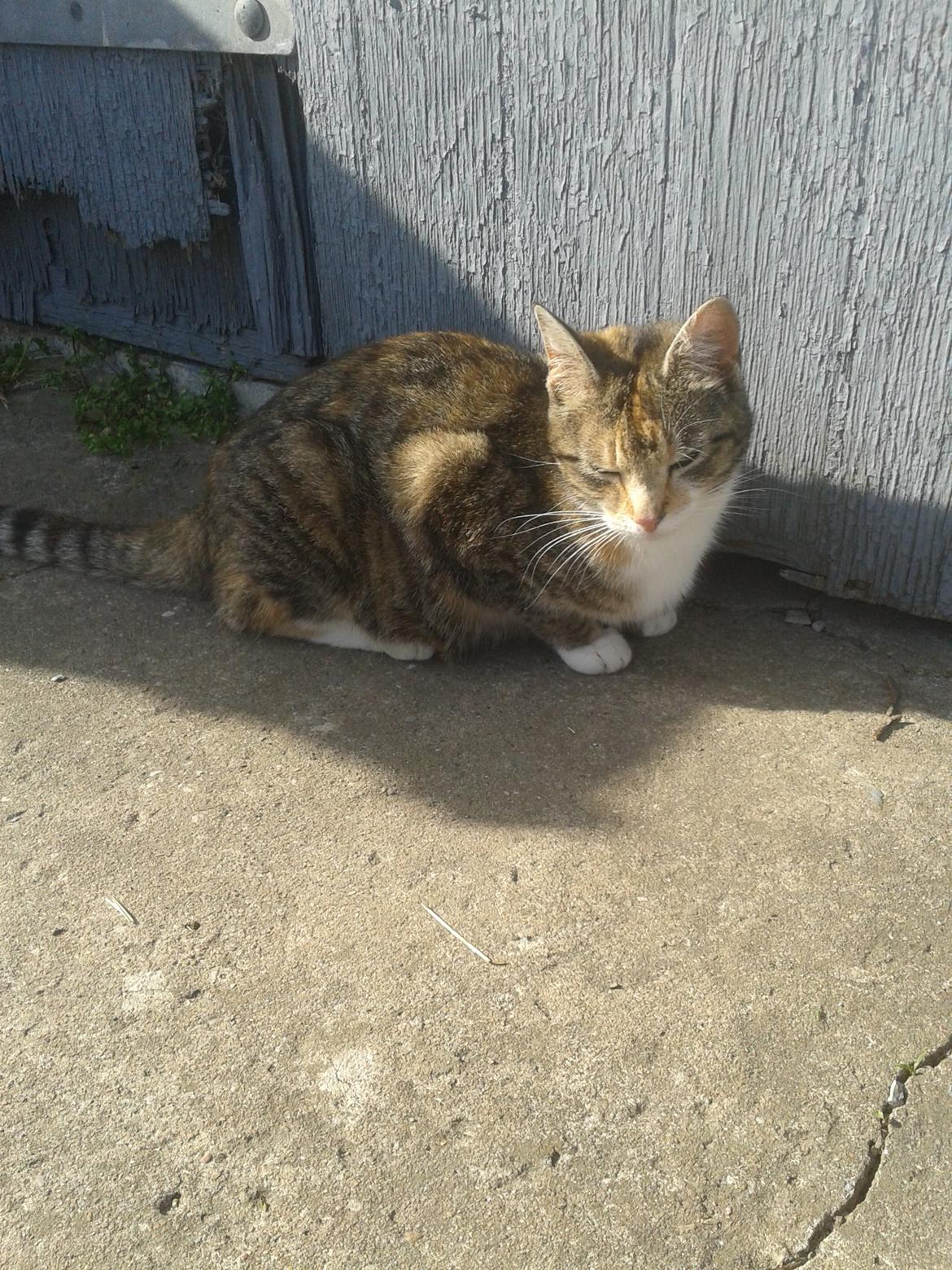 Huskat pus (mit et og alt) <3 billede 19