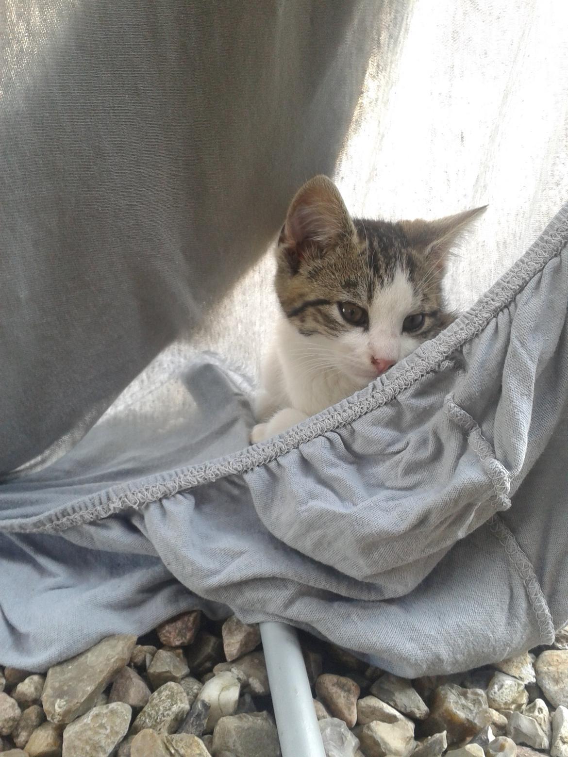 Huskat bølle billede 9