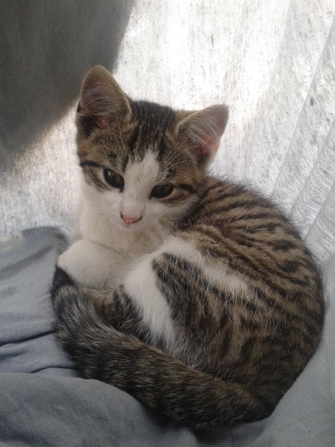 Huskat bølle - Ligger i et lagen  billede 14