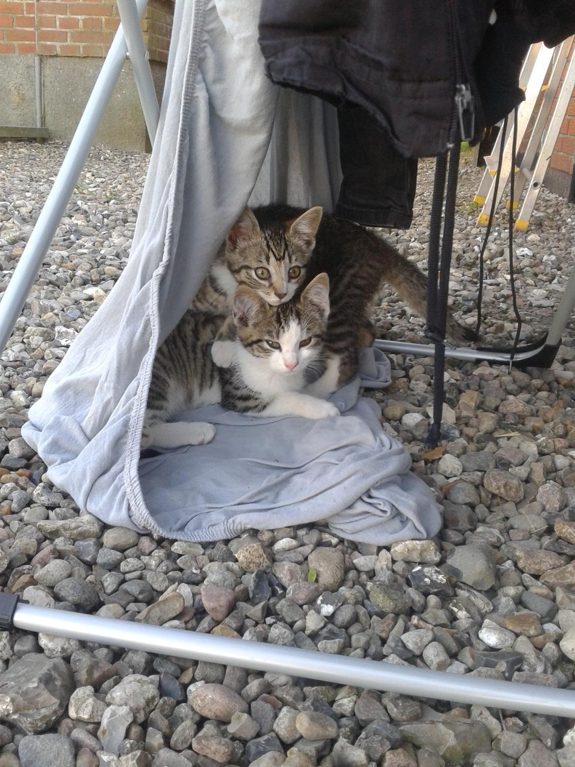 Huskat bølle - Sammen med Hannibal billede 15