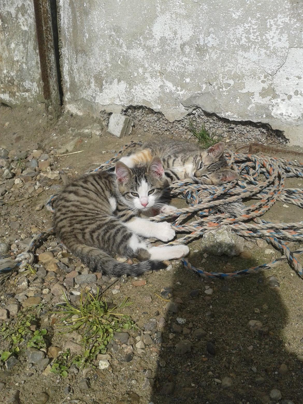 Huskat bølle - Sammen med Spinkel billede 16