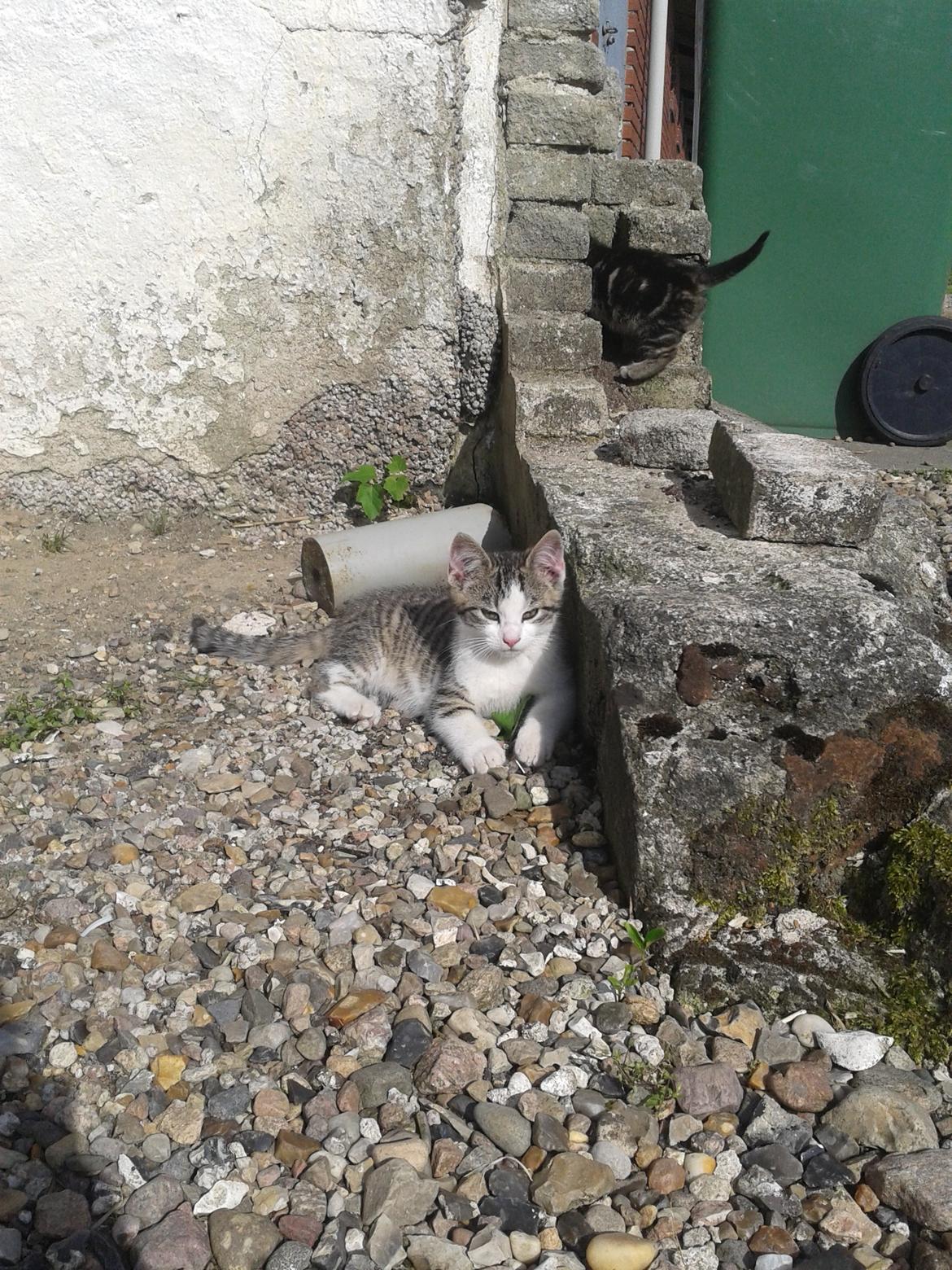 Huskat bølle billede 13