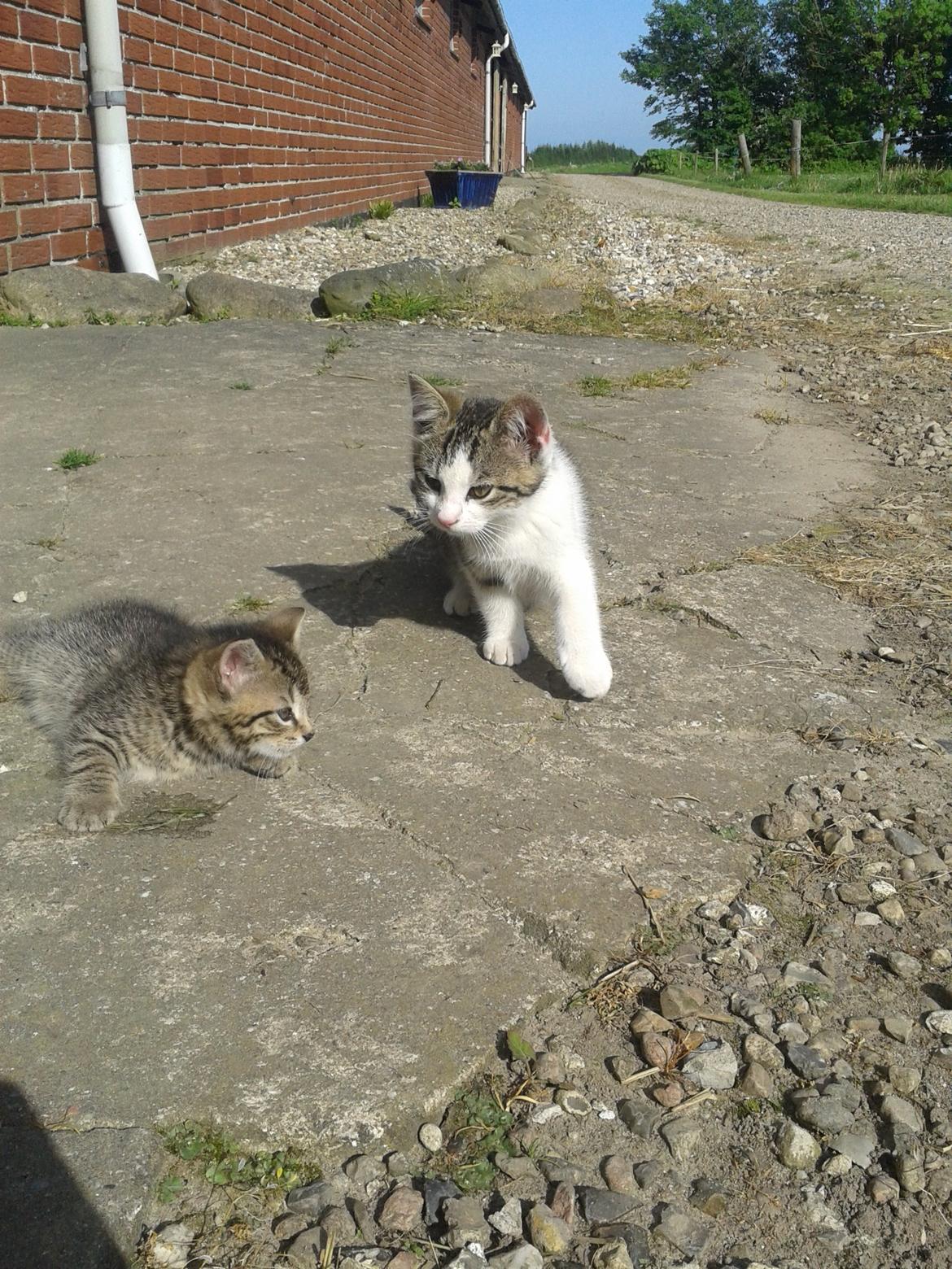 Huskat bølle - Sammen med Striber billede 12