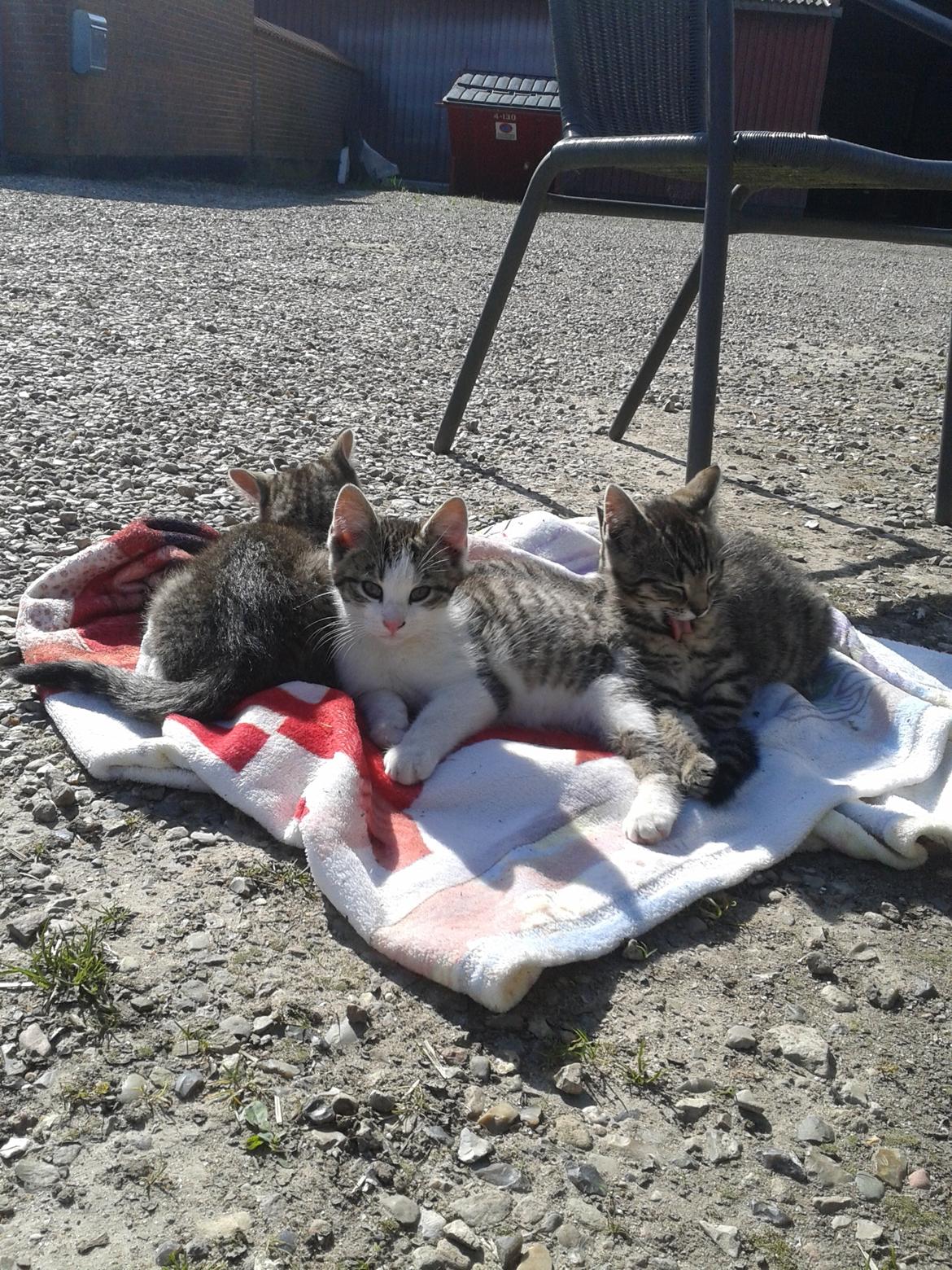 Huskat bølle billede 11