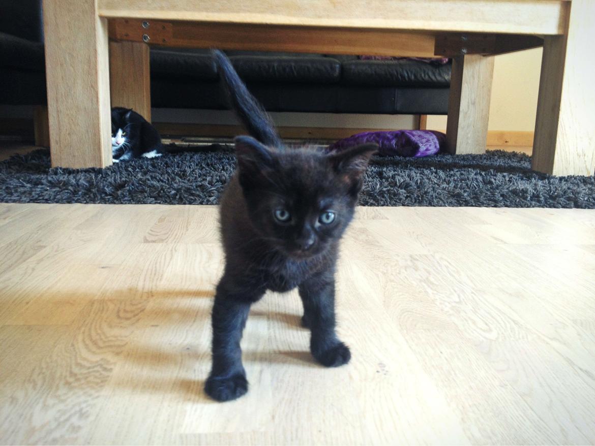 Blanding af racer ~  Bagheera billede 9