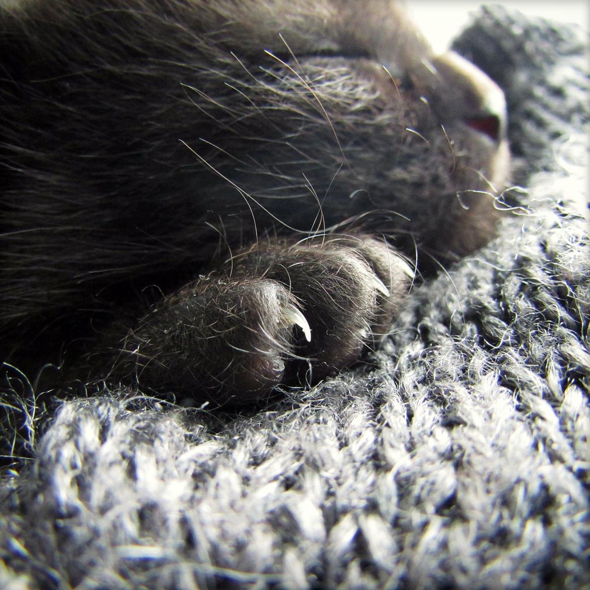 Blanding af racer ~  Bagheera billede 3