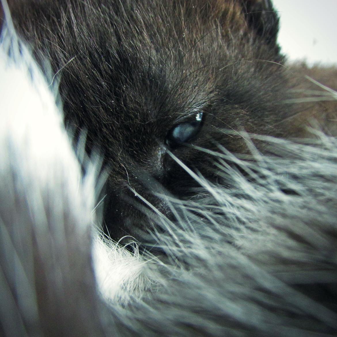 Blanding af racer ~  Bagheera billede 6