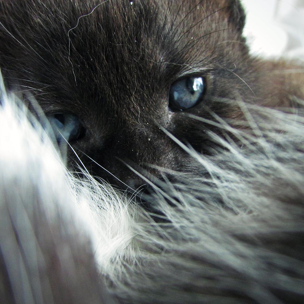 Blanding af racer ~  Bagheera - 3 uger og 4 dage.. billede 1