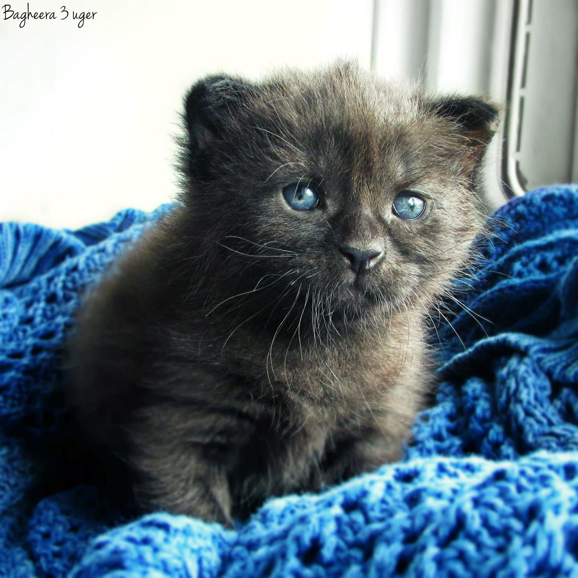 Blanding af racer ~  Bagheera - 3 uger.. billede 2