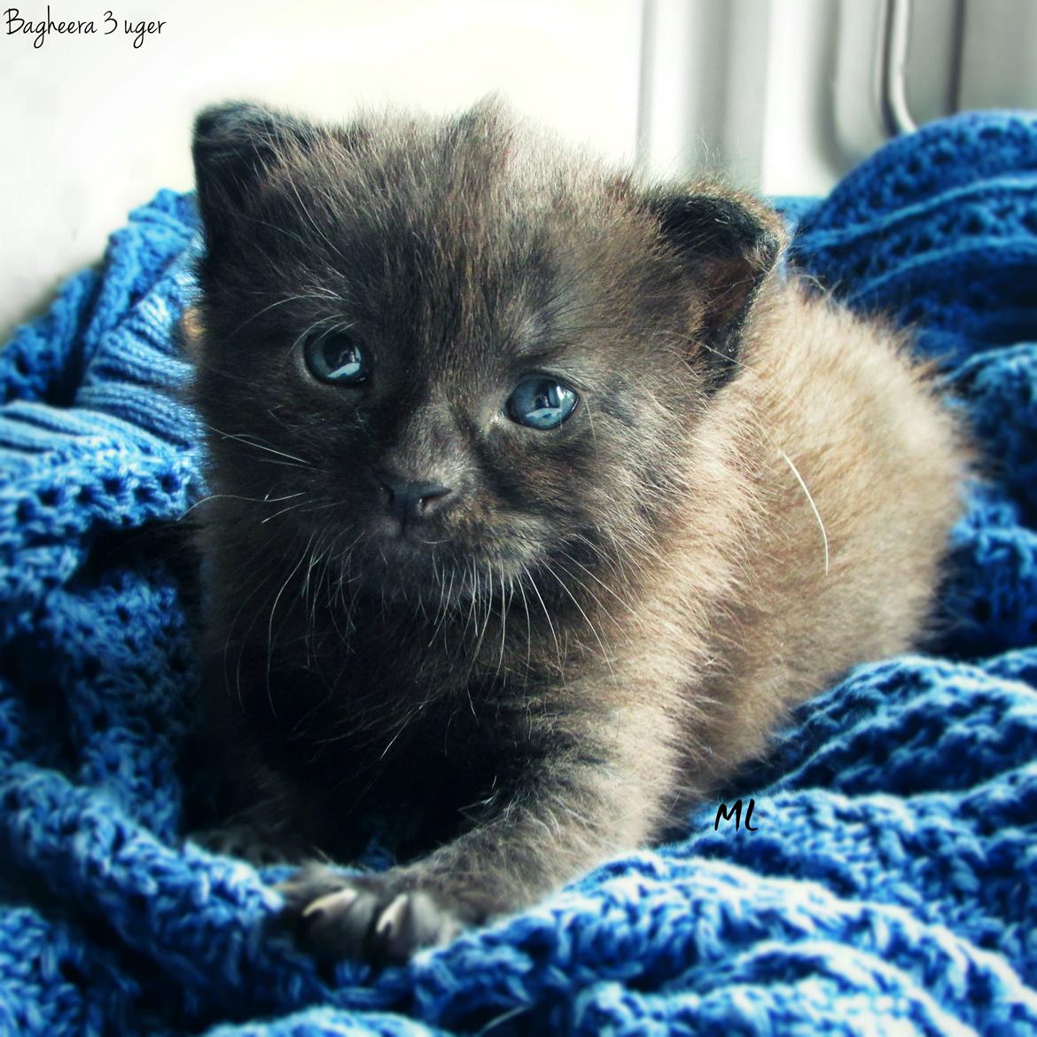 Blanding af racer ~  Bagheera billede 8