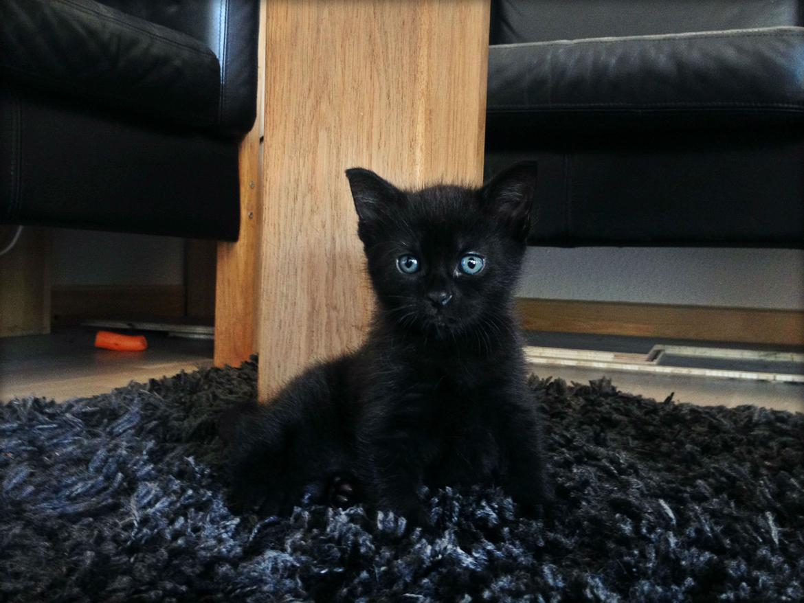 Blanding af racer ~  Bagheera - 26 Maj 2014.. 5 uger. billede 5