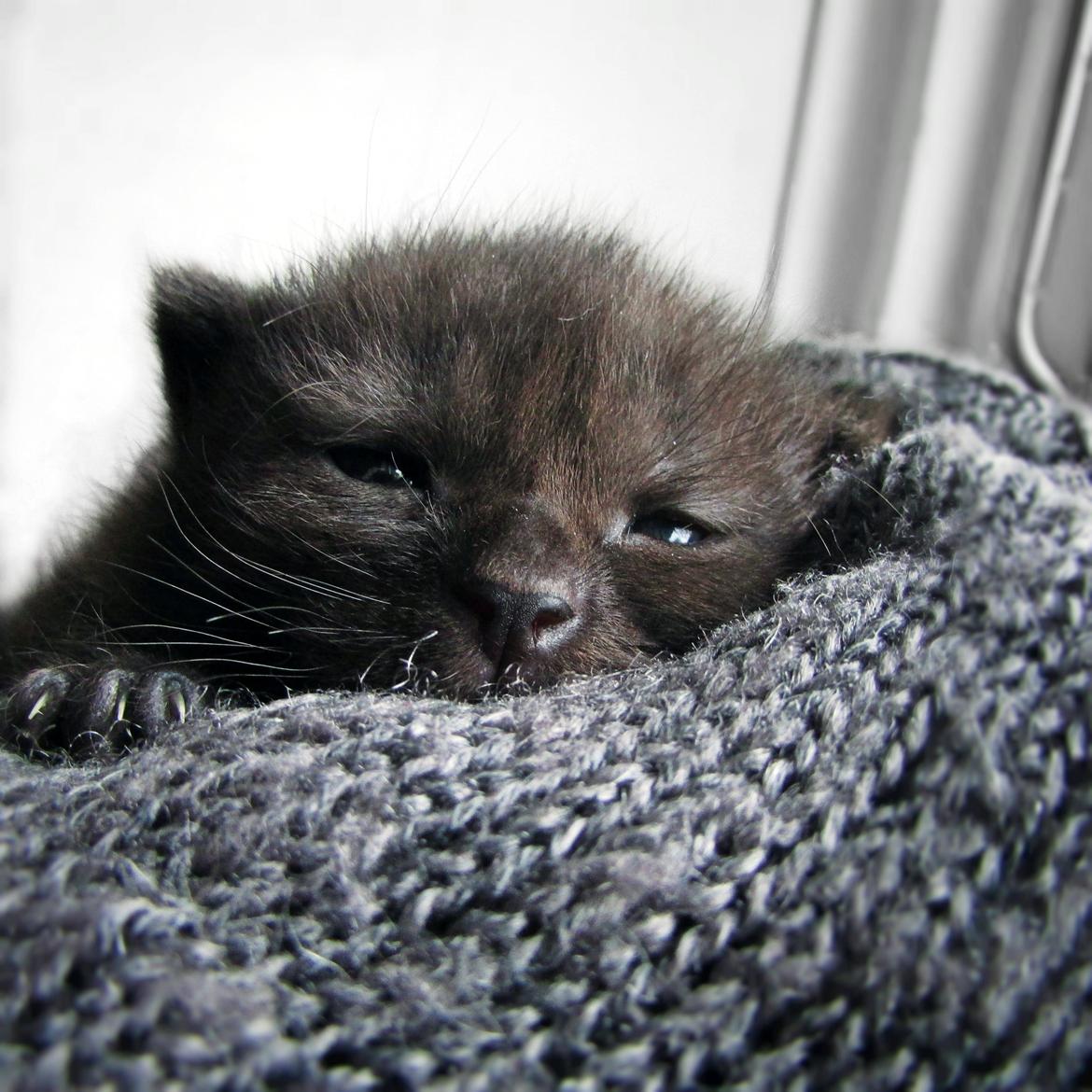 Blanding af racer ~  Bagheera - 2 uger.. billede 4