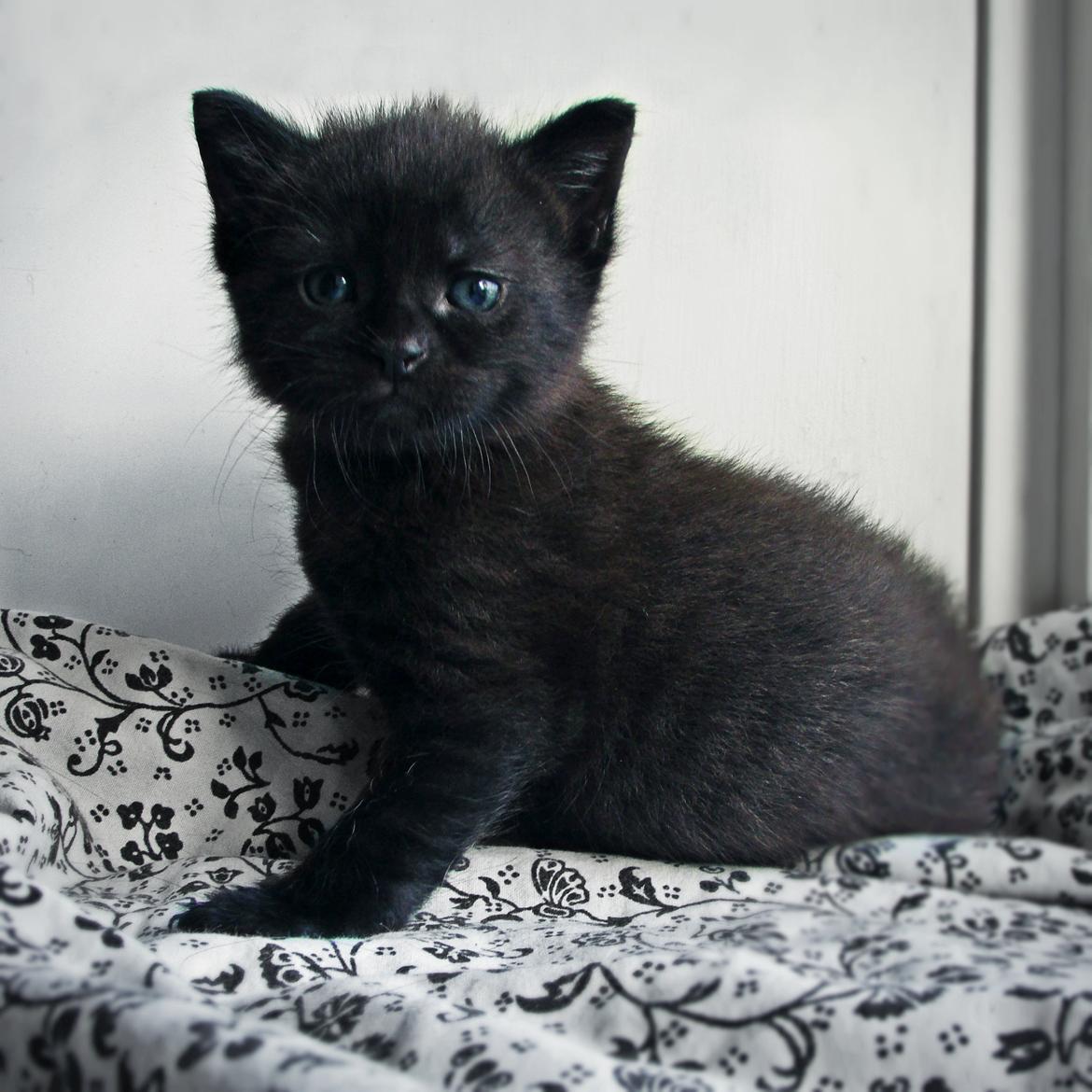 Blanding af racer ~  Bagheera - 4 uger billede 7