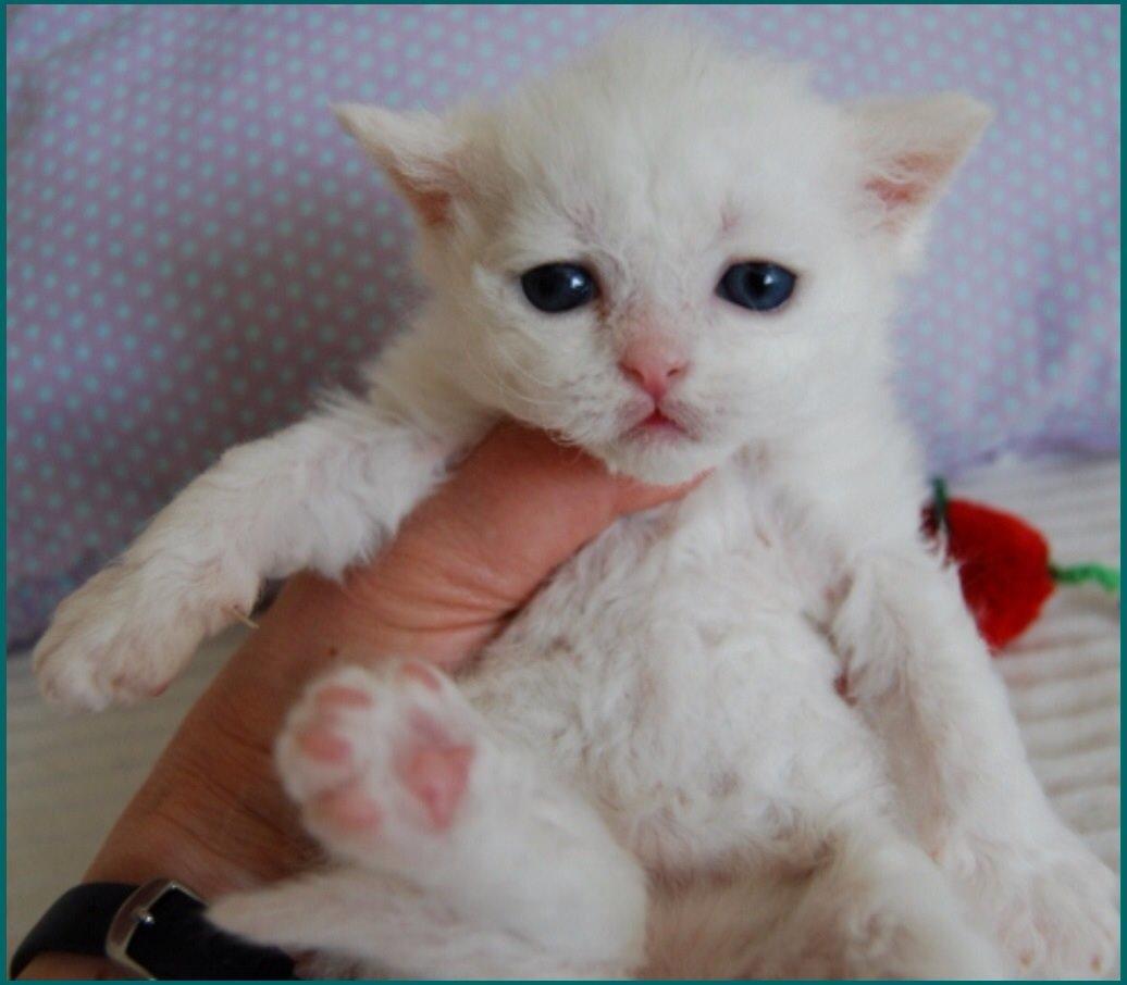 Selkirk Rex  Lykken Snehvide billede 1