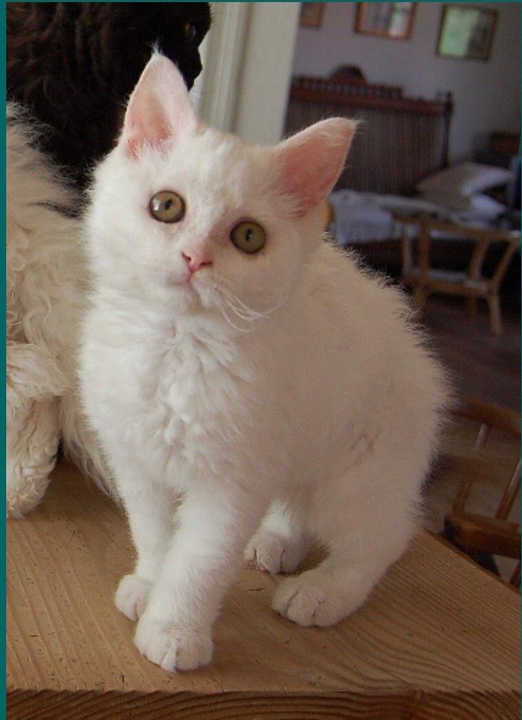 Selkirk Rex  Lykken Snehvide billede 2