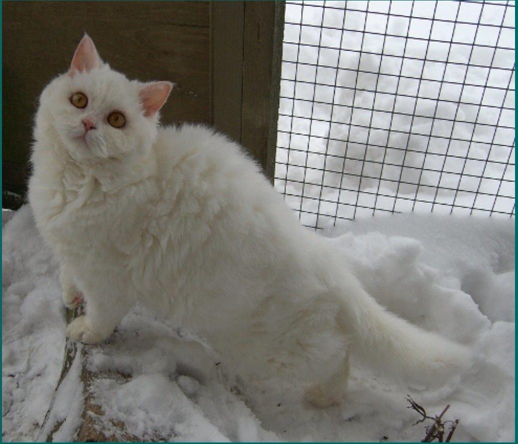 Selkirk Rex  Lykken Snehvide billede 3
