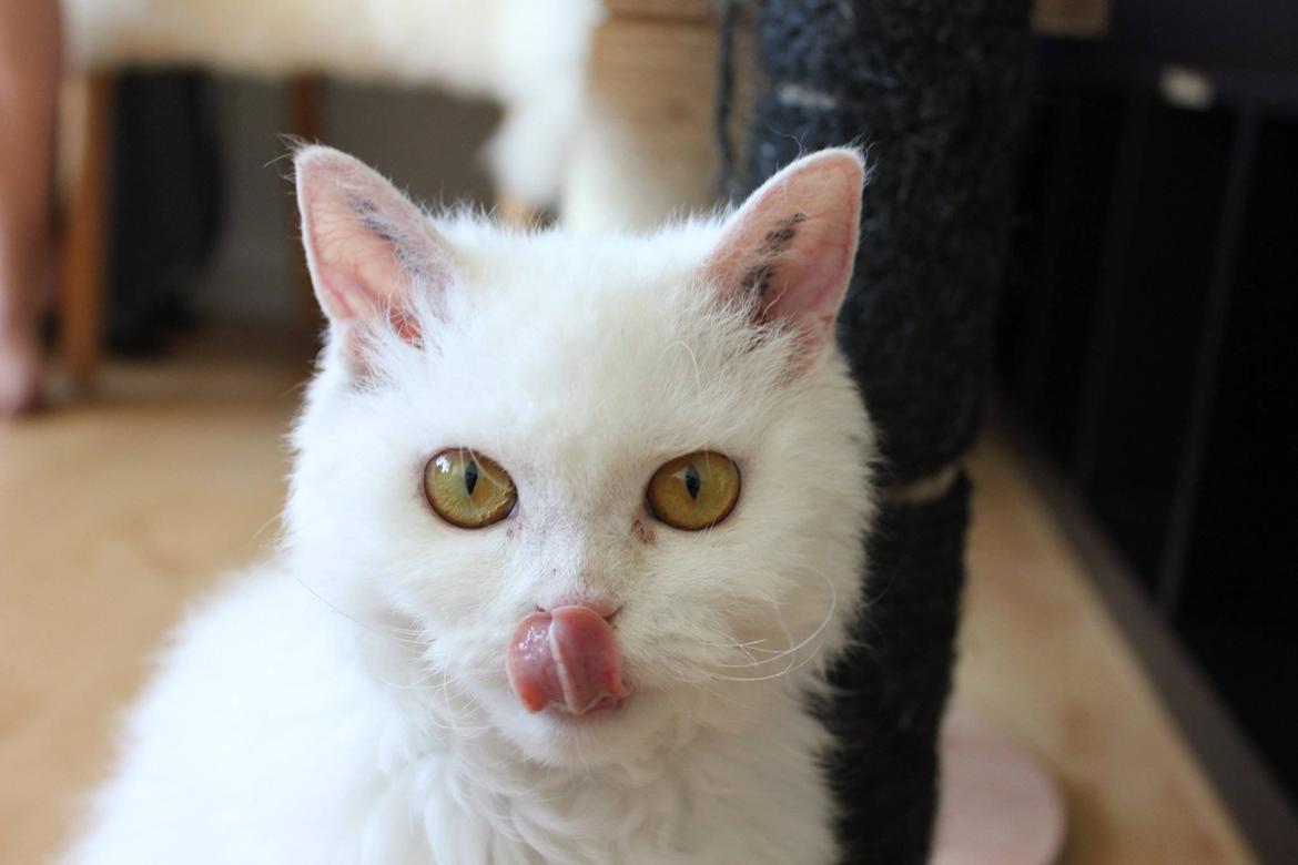 Selkirk Rex  Lykken Snehvide billede 5