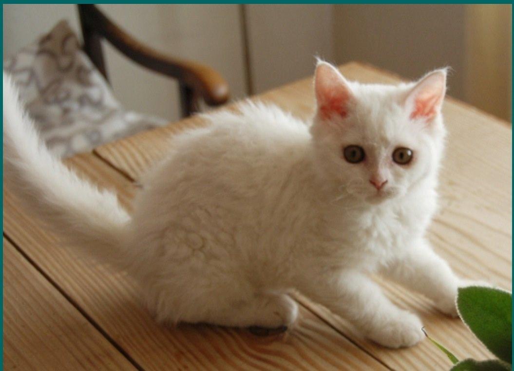 Selkirk Rex  Lykken Snehvide billede 6