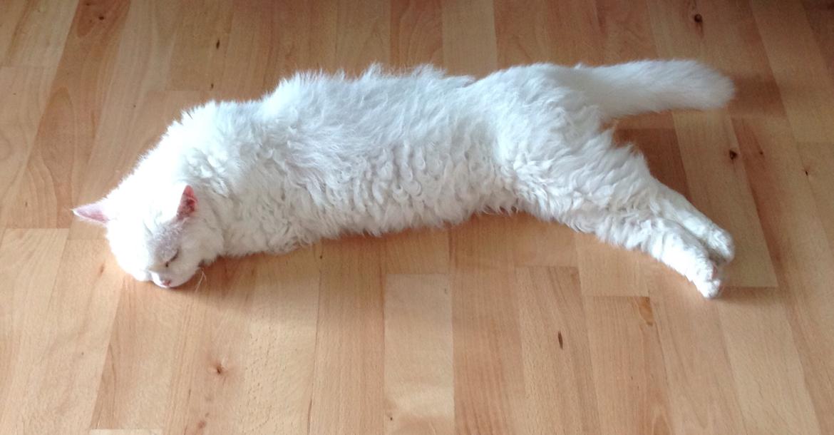 Selkirk Rex  Lykken Snehvide billede 7