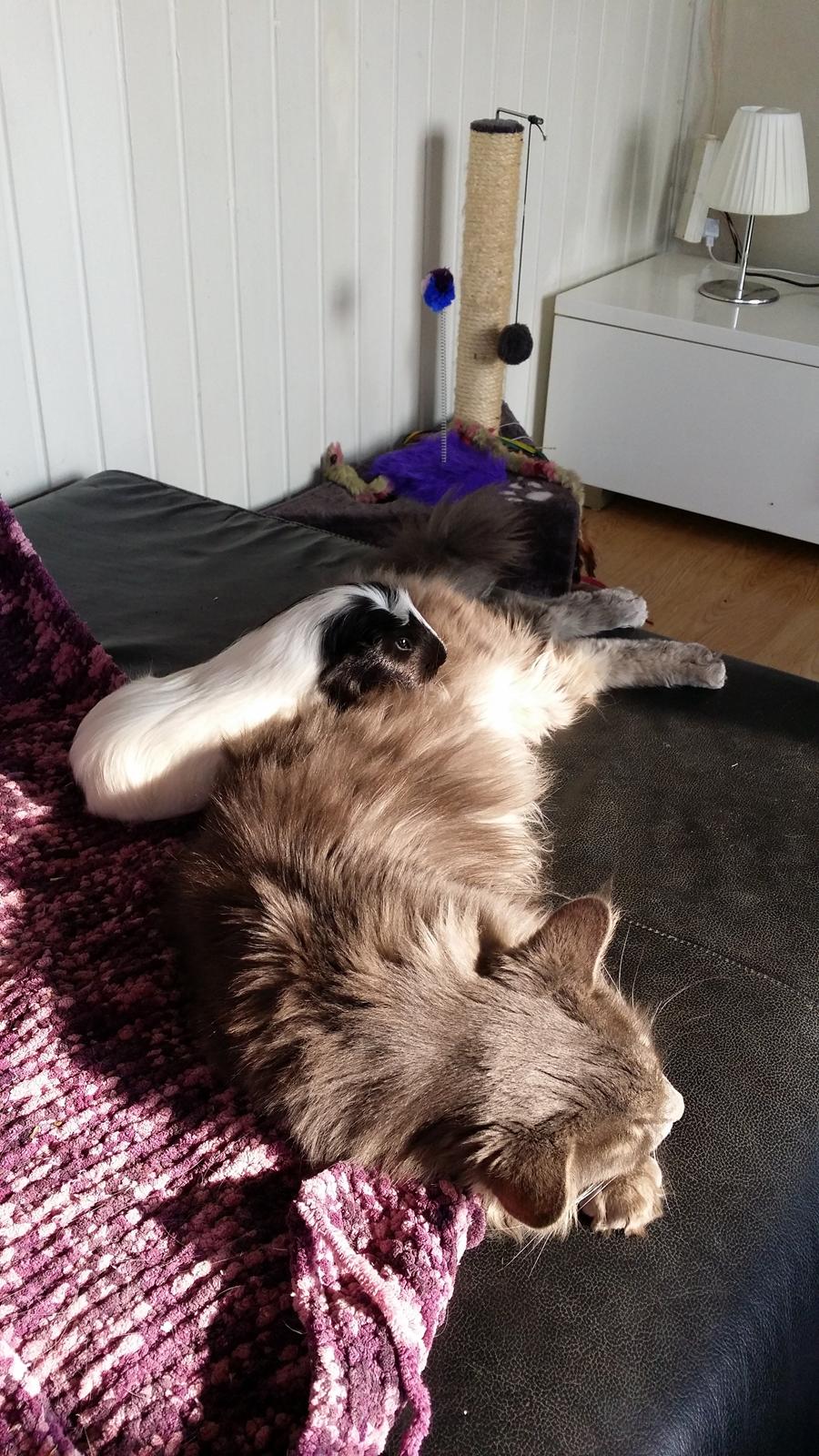 Maine Coon Bobby (hvil i fred <3) billede 20