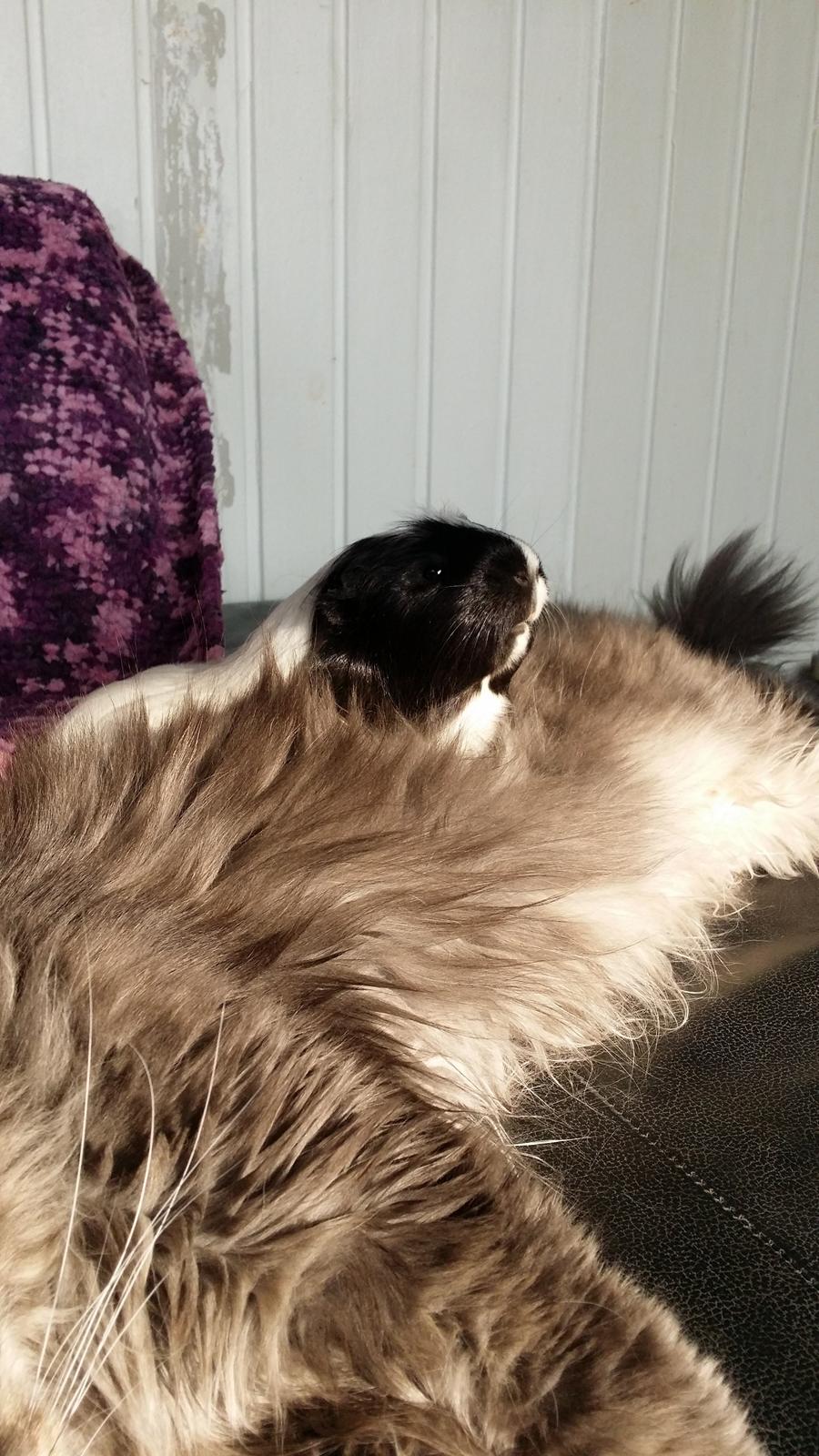 Maine Coon Bobby (hvil i fred <3) billede 21