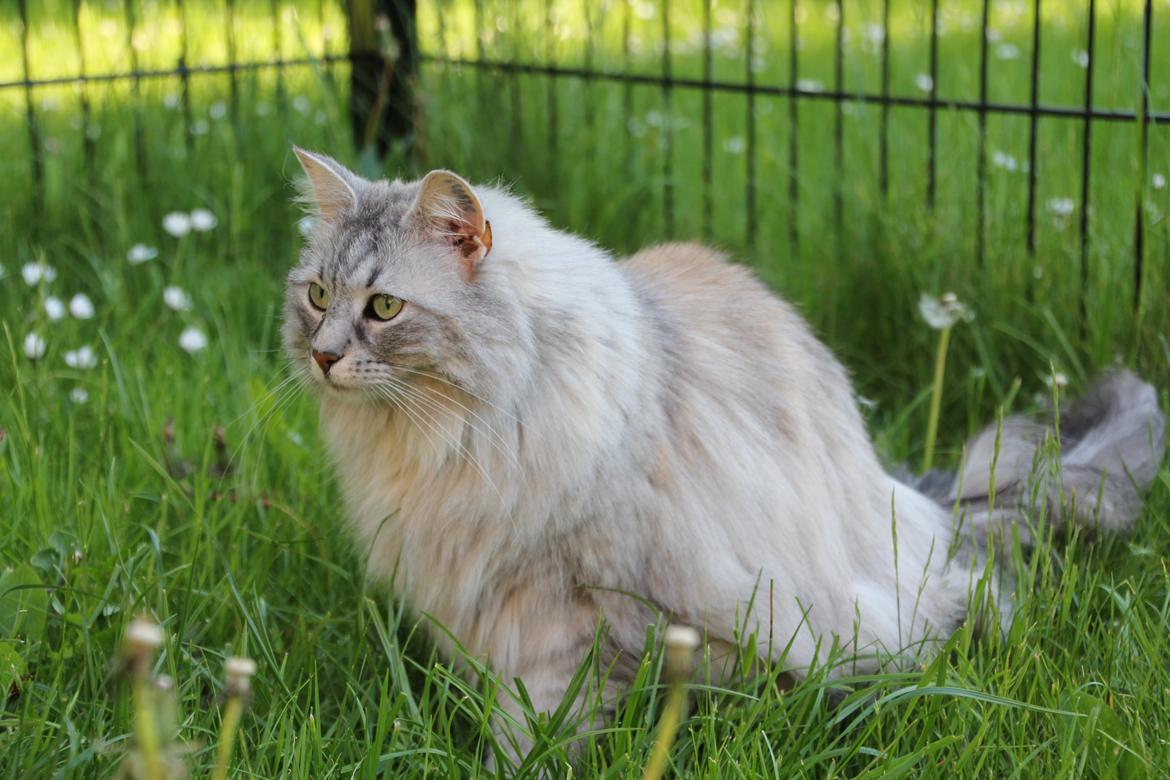 Norsk Skovkat Frida billede 1