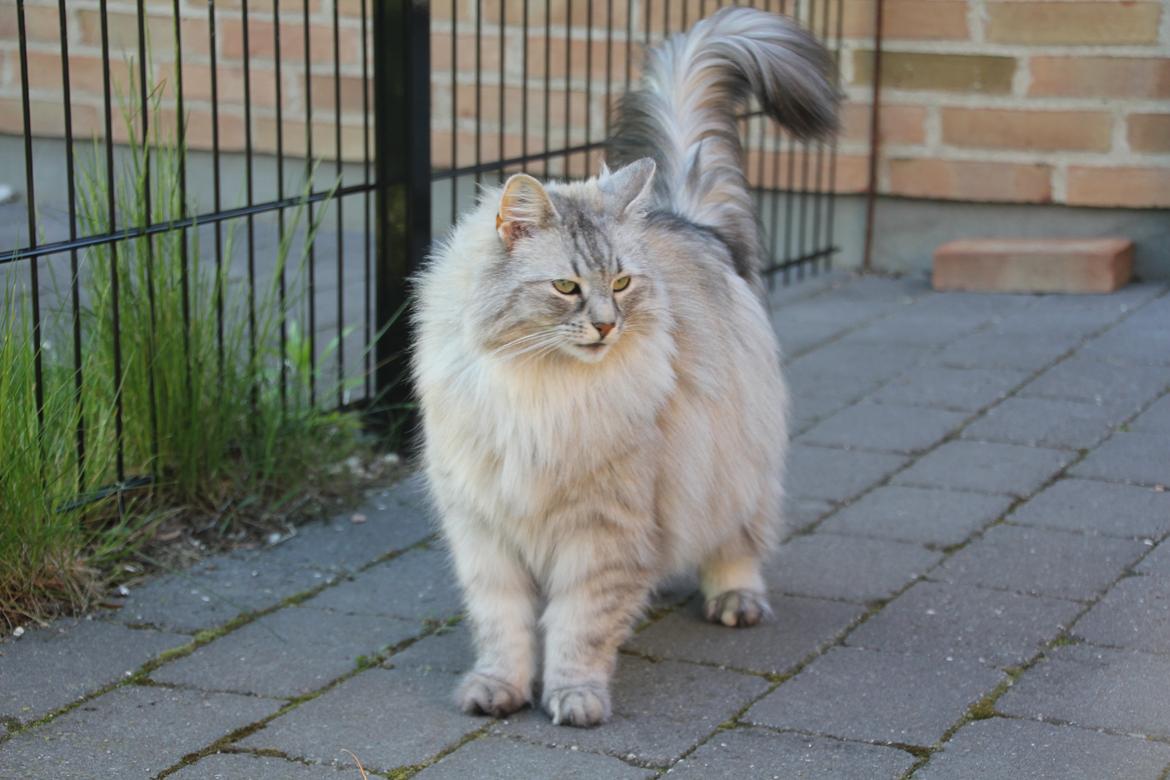 Norsk Skovkat Frida billede 2