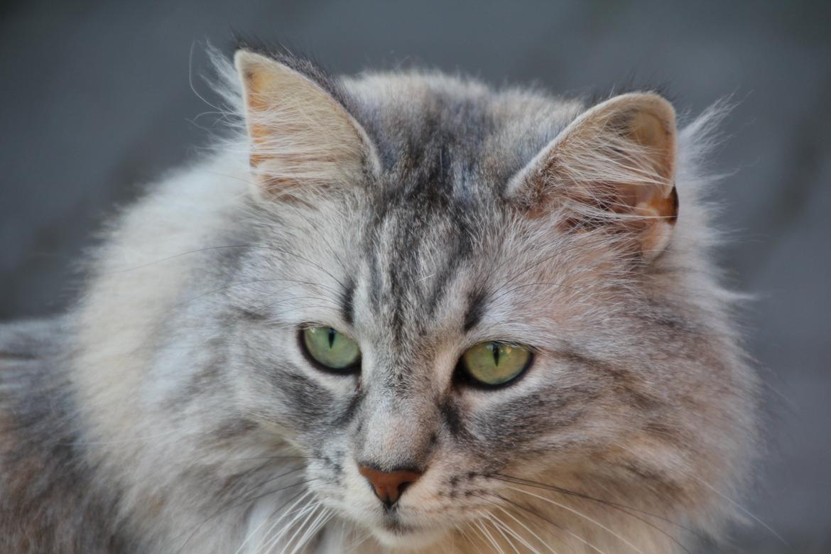 Norsk Skovkat Frida billede 3