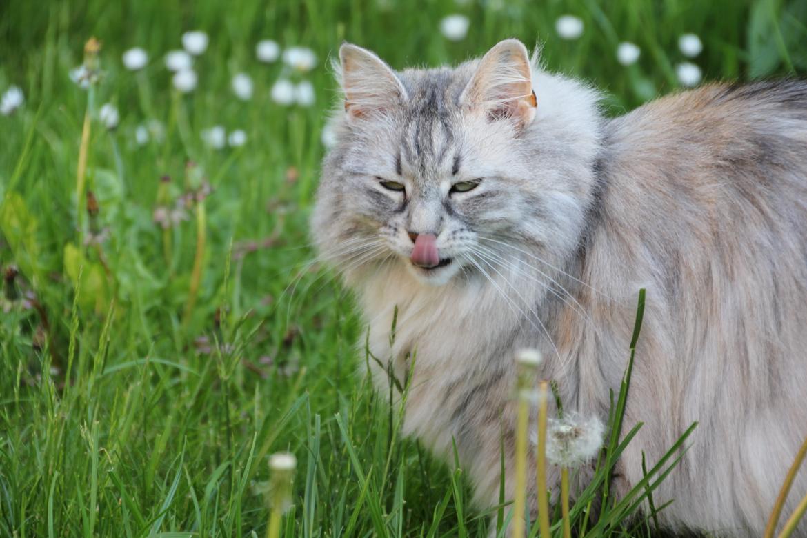 Norsk Skovkat Frida billede 4