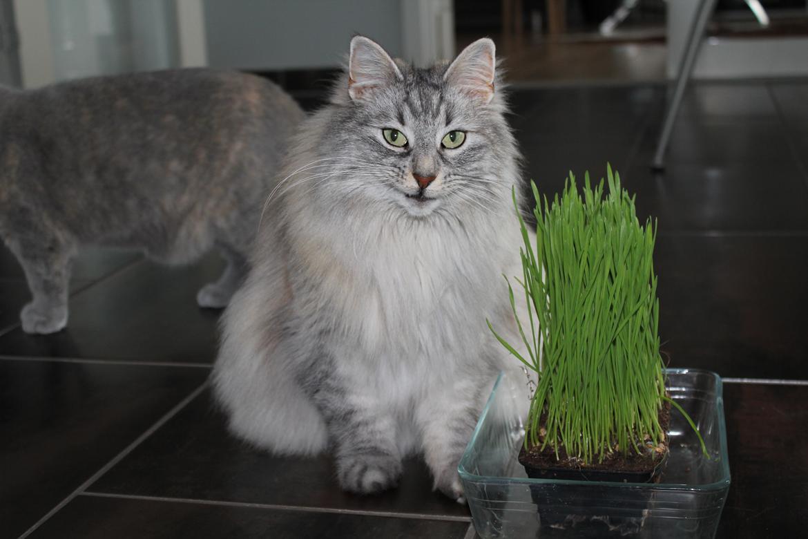 Norsk Skovkat Frida billede 5