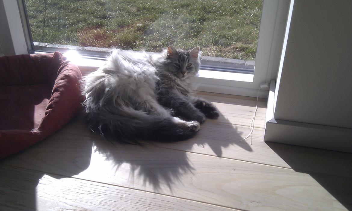 Norsk Skovkat Frida billede 6