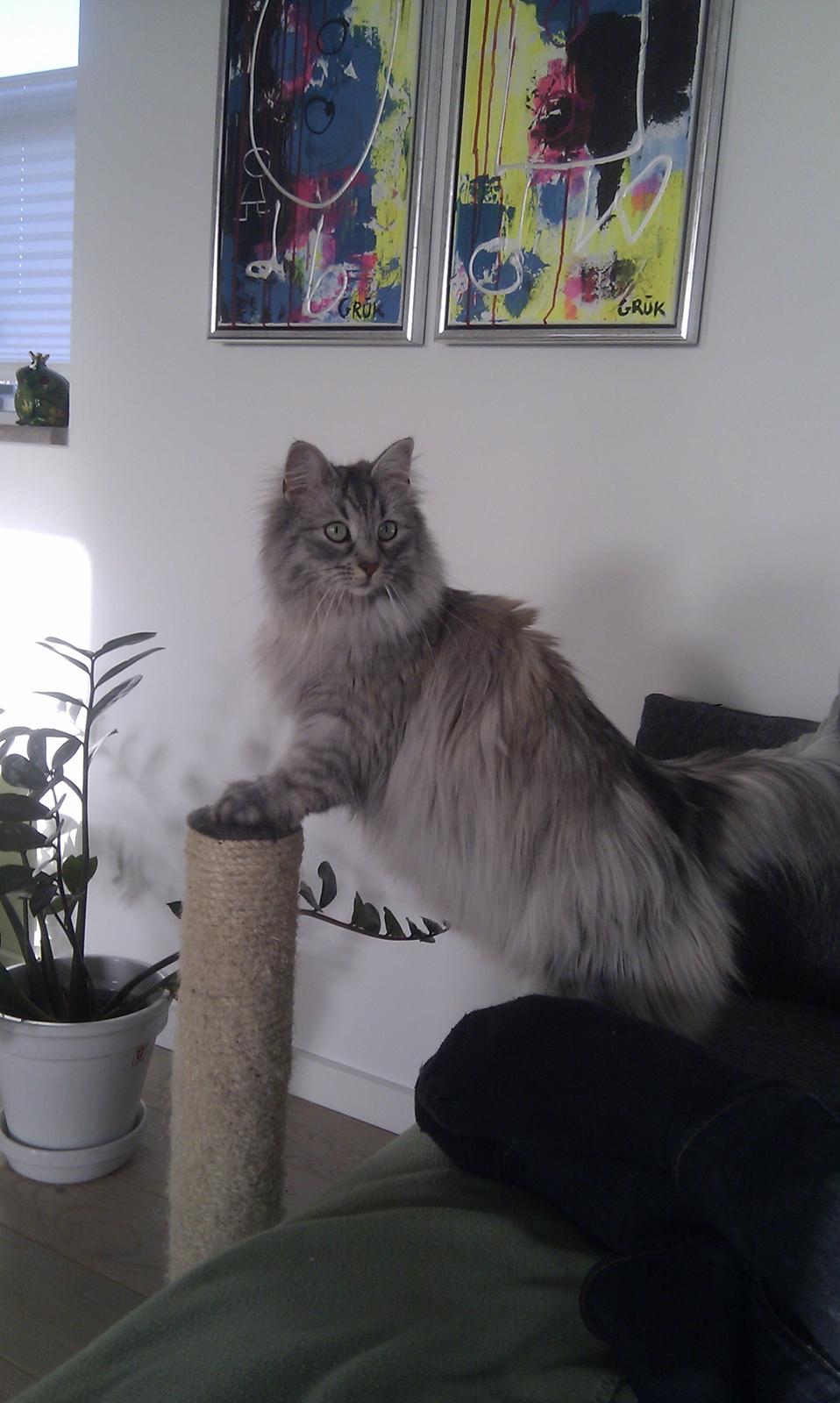 Norsk Skovkat Frida billede 7