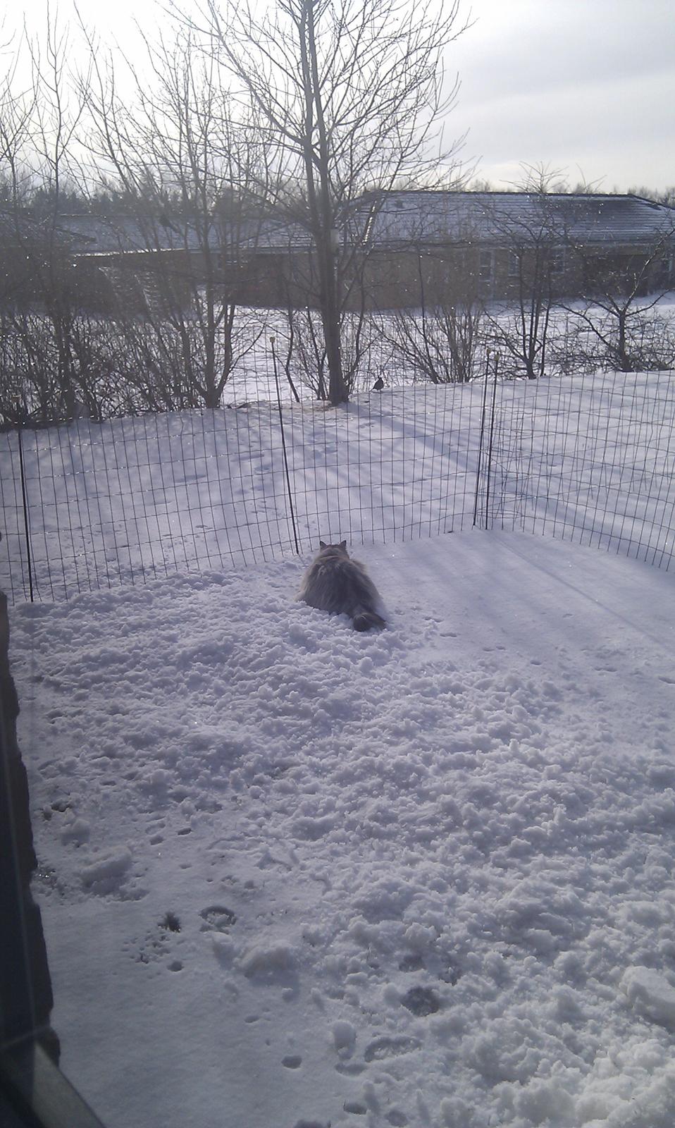 Norsk Skovkat Frida billede 8