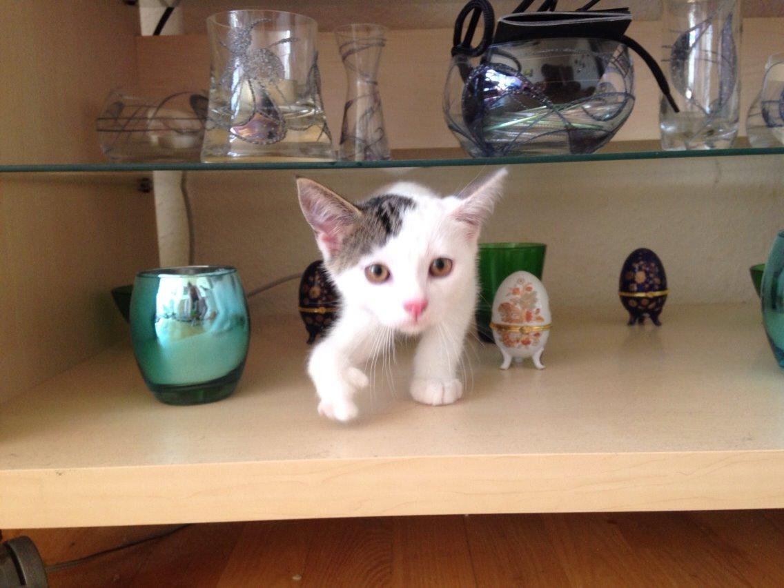 Huskat Max billede 1