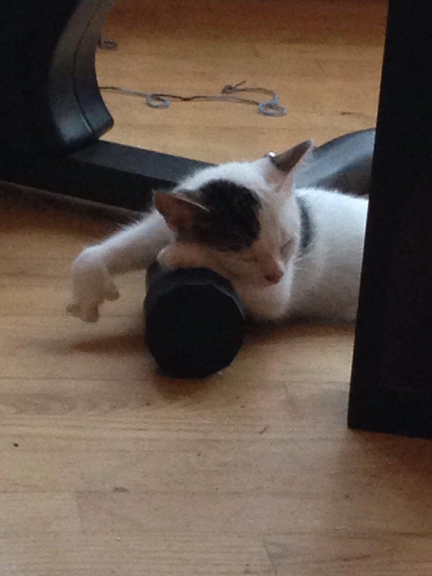 Huskat Max billede 3